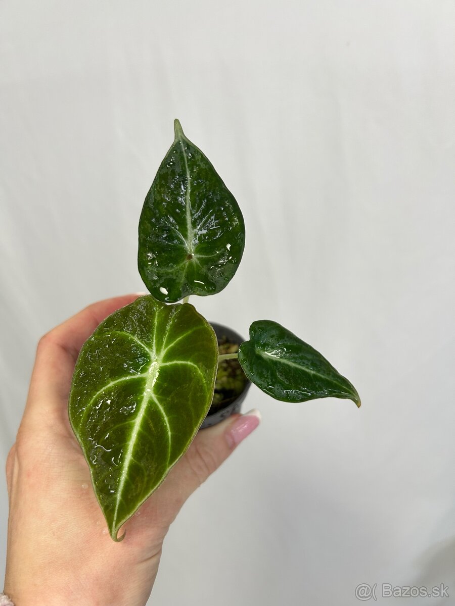 Alocasia Black velvet