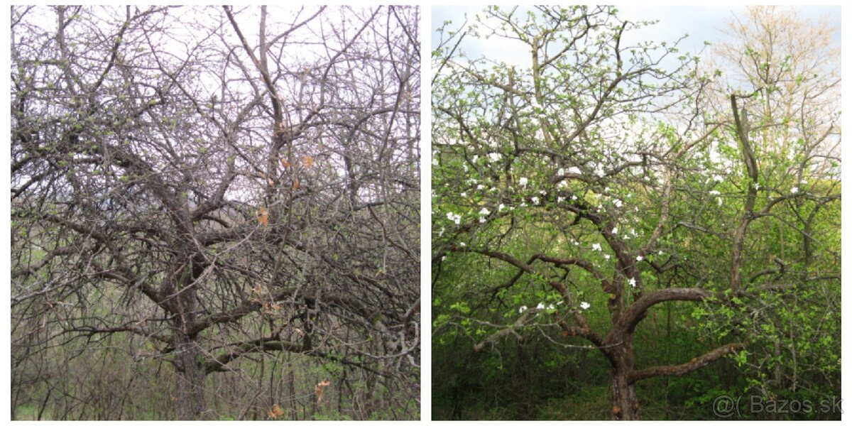 Záhradník, arborista