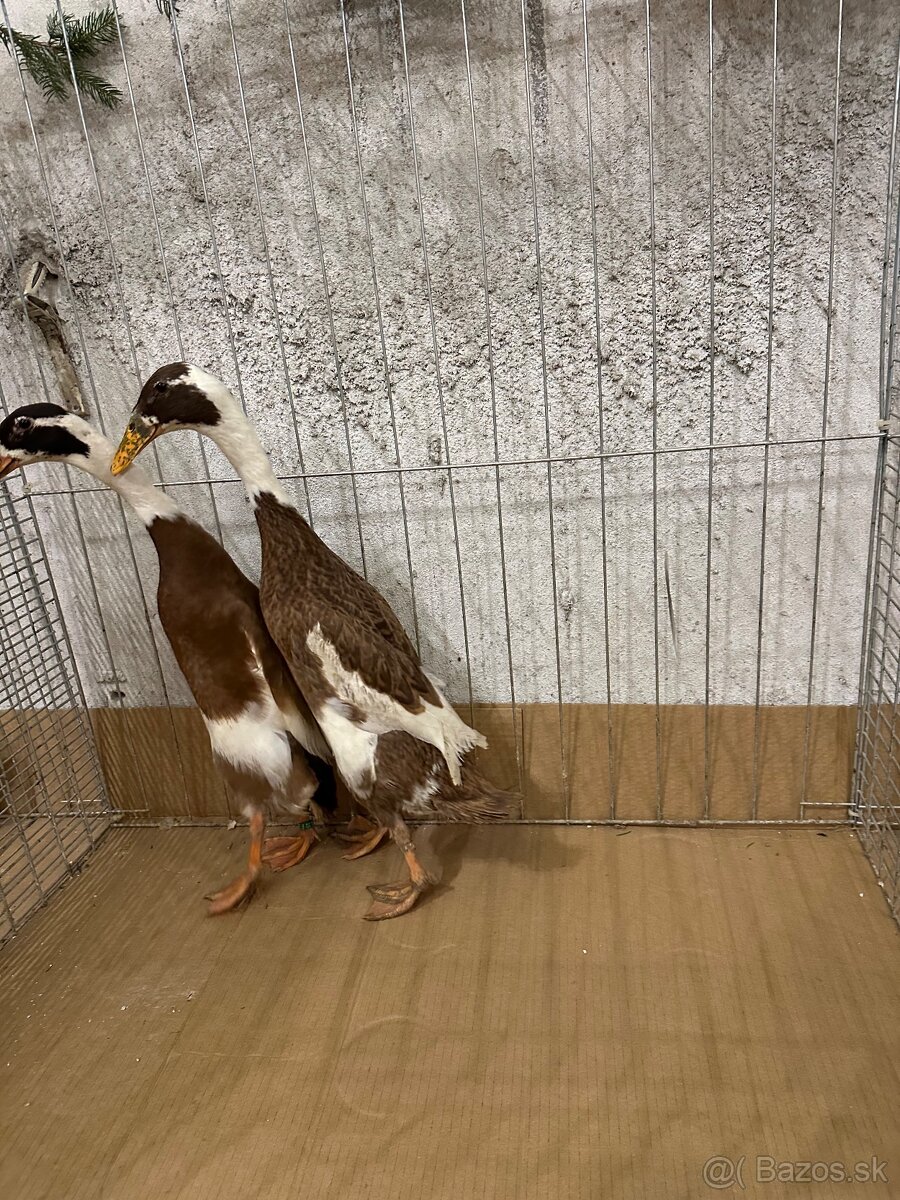 Indický bezec srnčí sedlatý