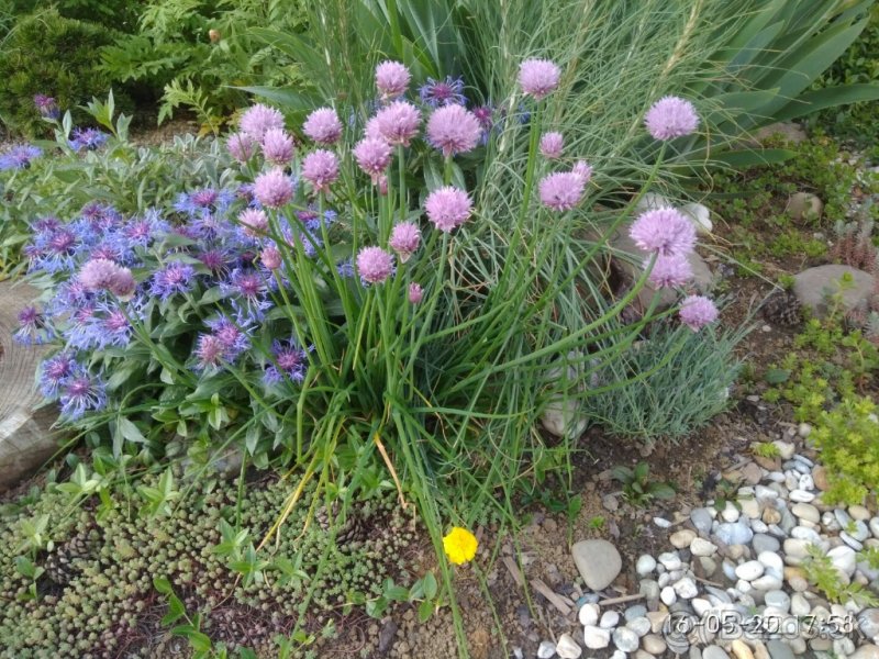Pažítka /Allium schoenoprassum