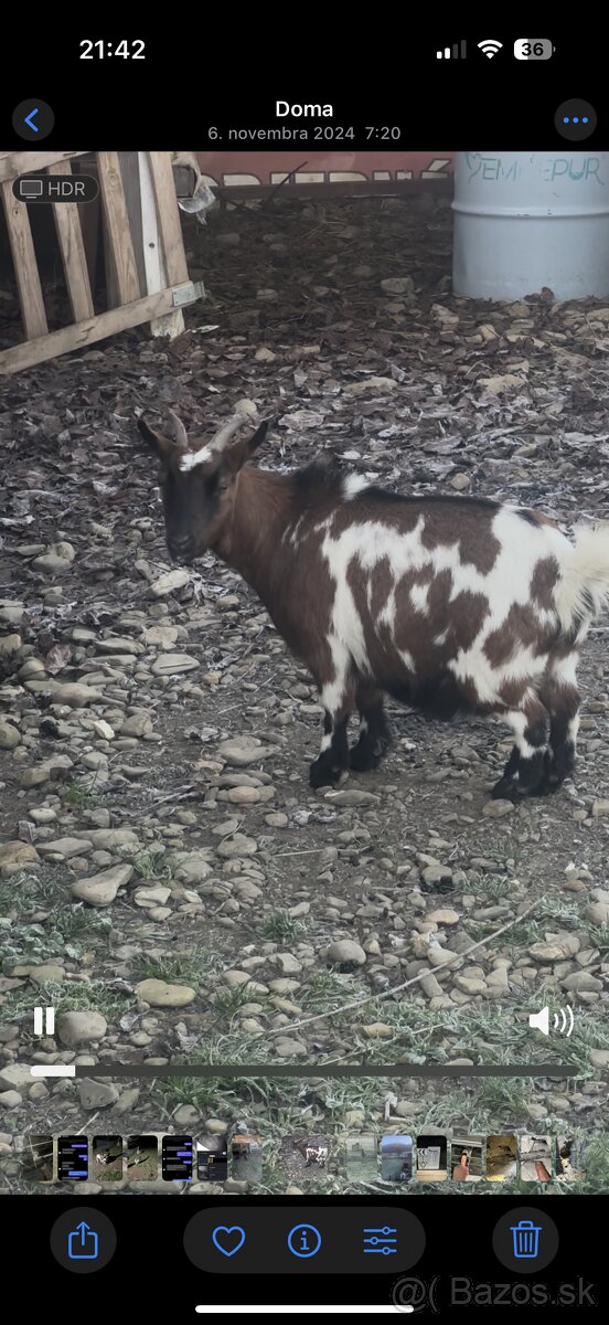 Holandska mini koza