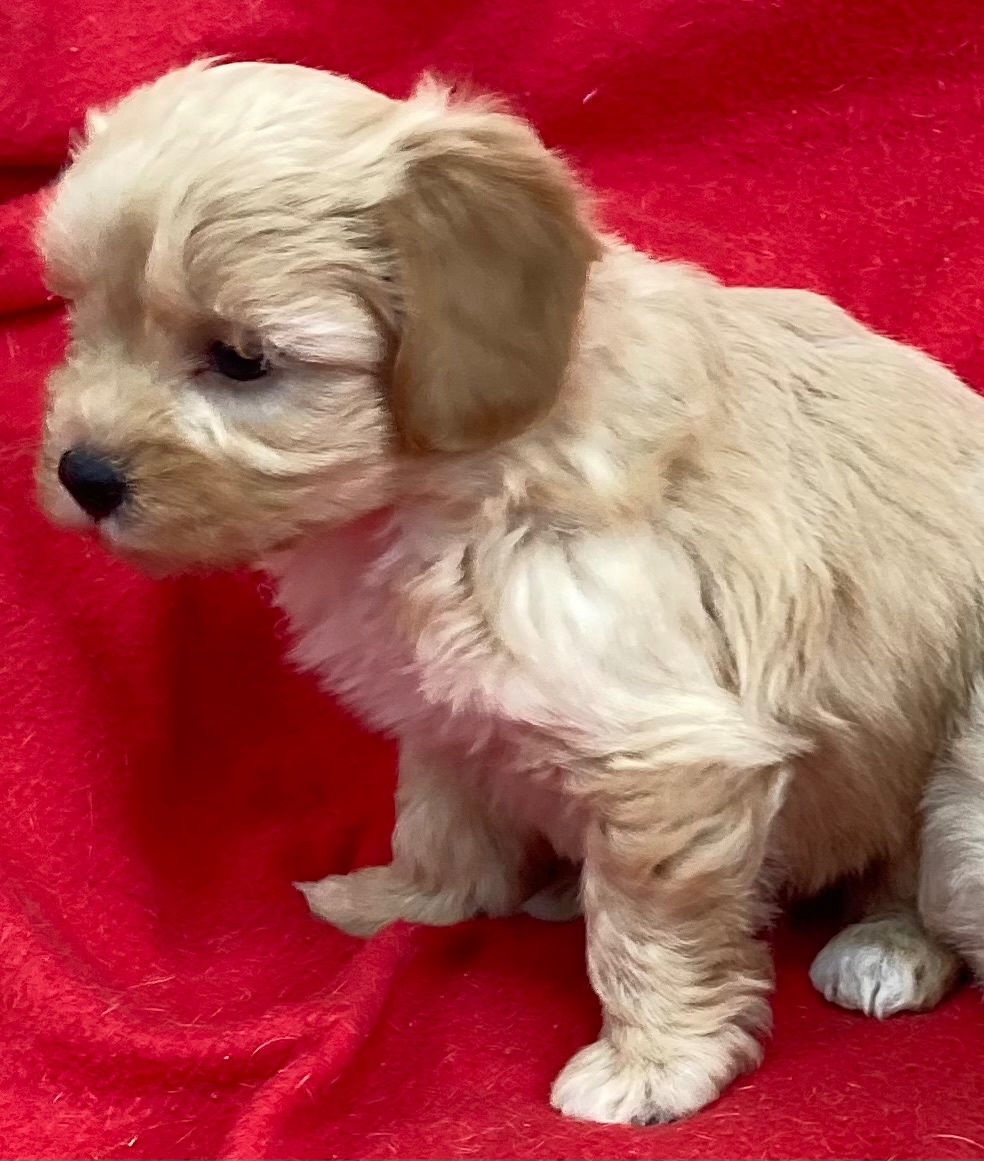 Maltipoo