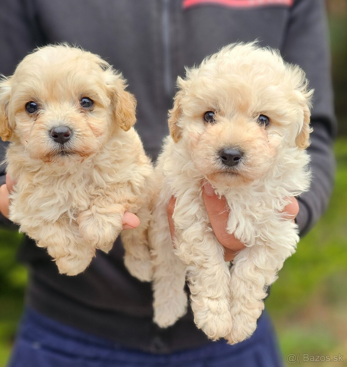 Micro Maltipoo
