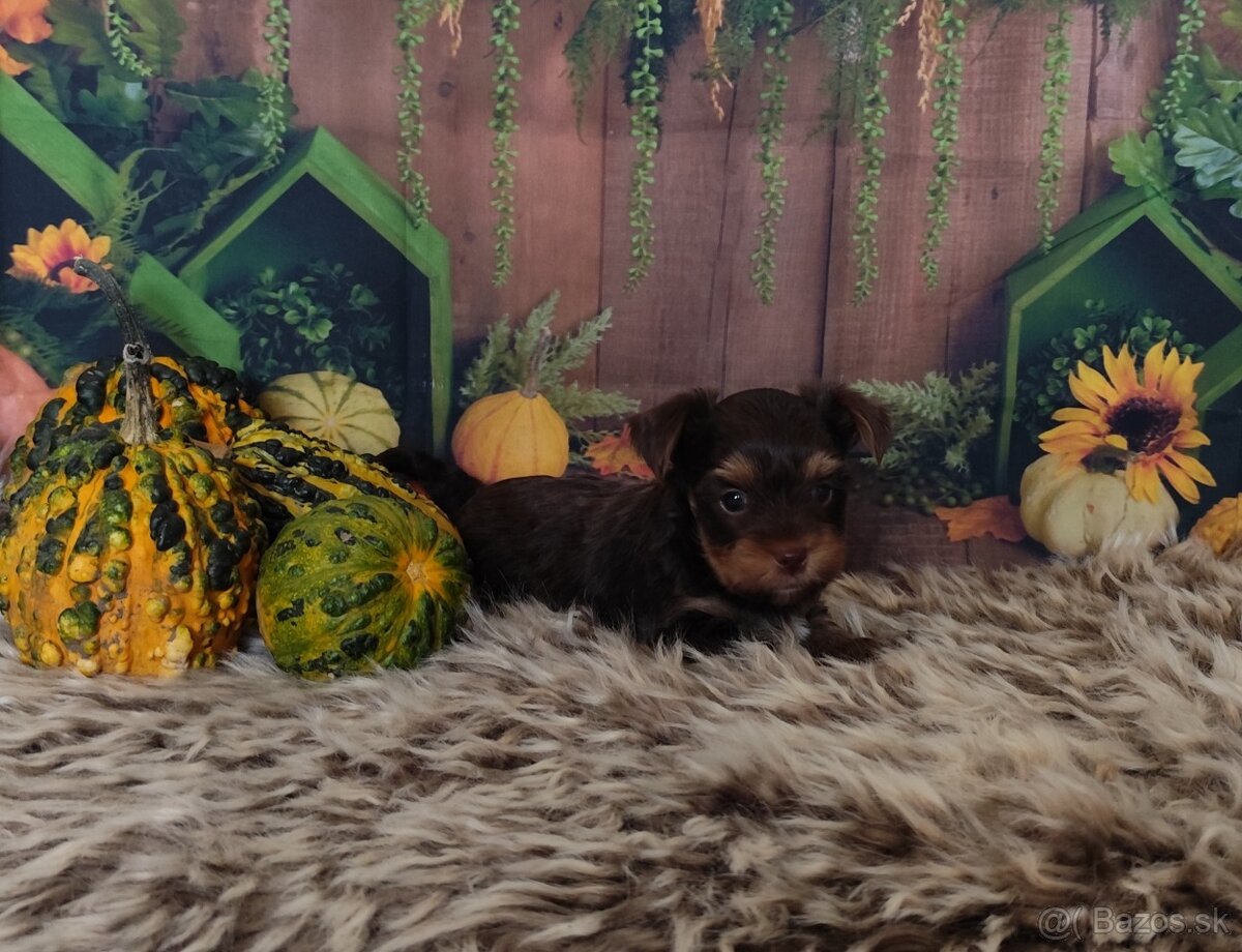 Yorkshire terrier