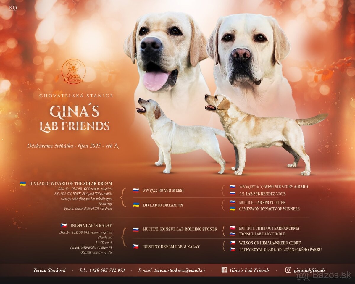 Štěňátka labradora s PP – odběr přelom roku