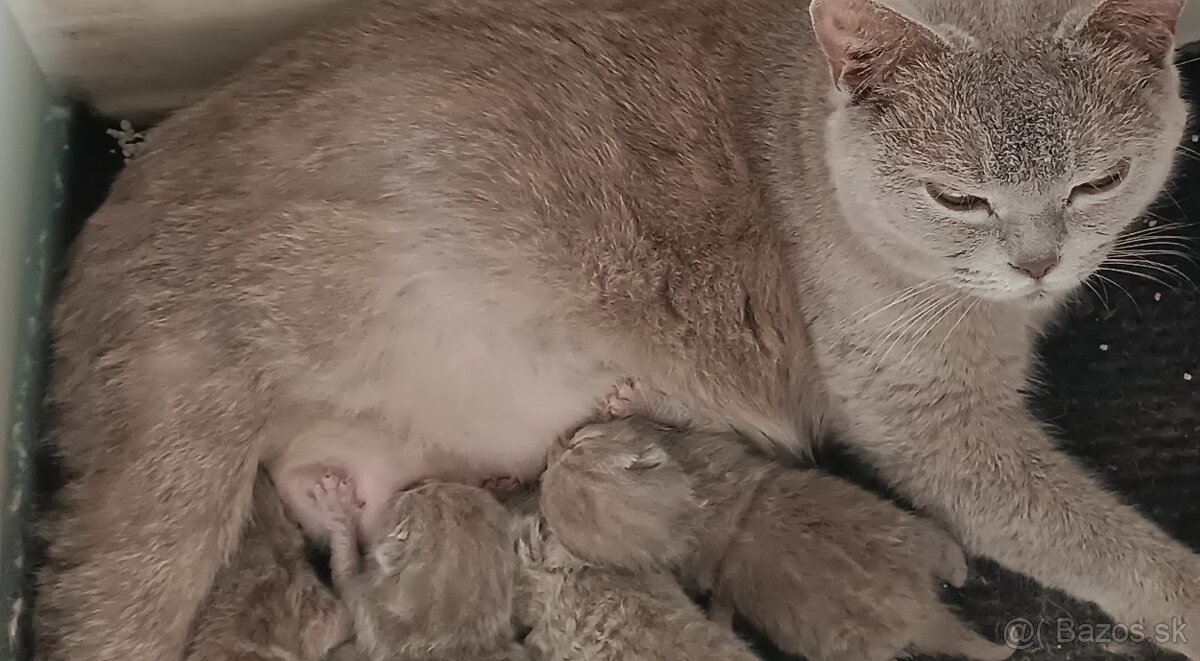 Britské modré lilave mačiatka