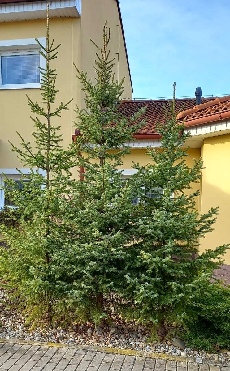 Vianocny stromcek jedlicka