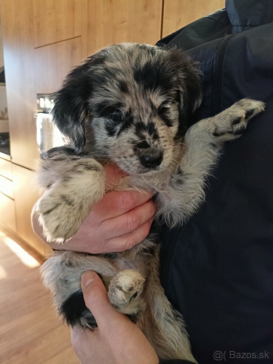 Zlatý retriever a Border kolia