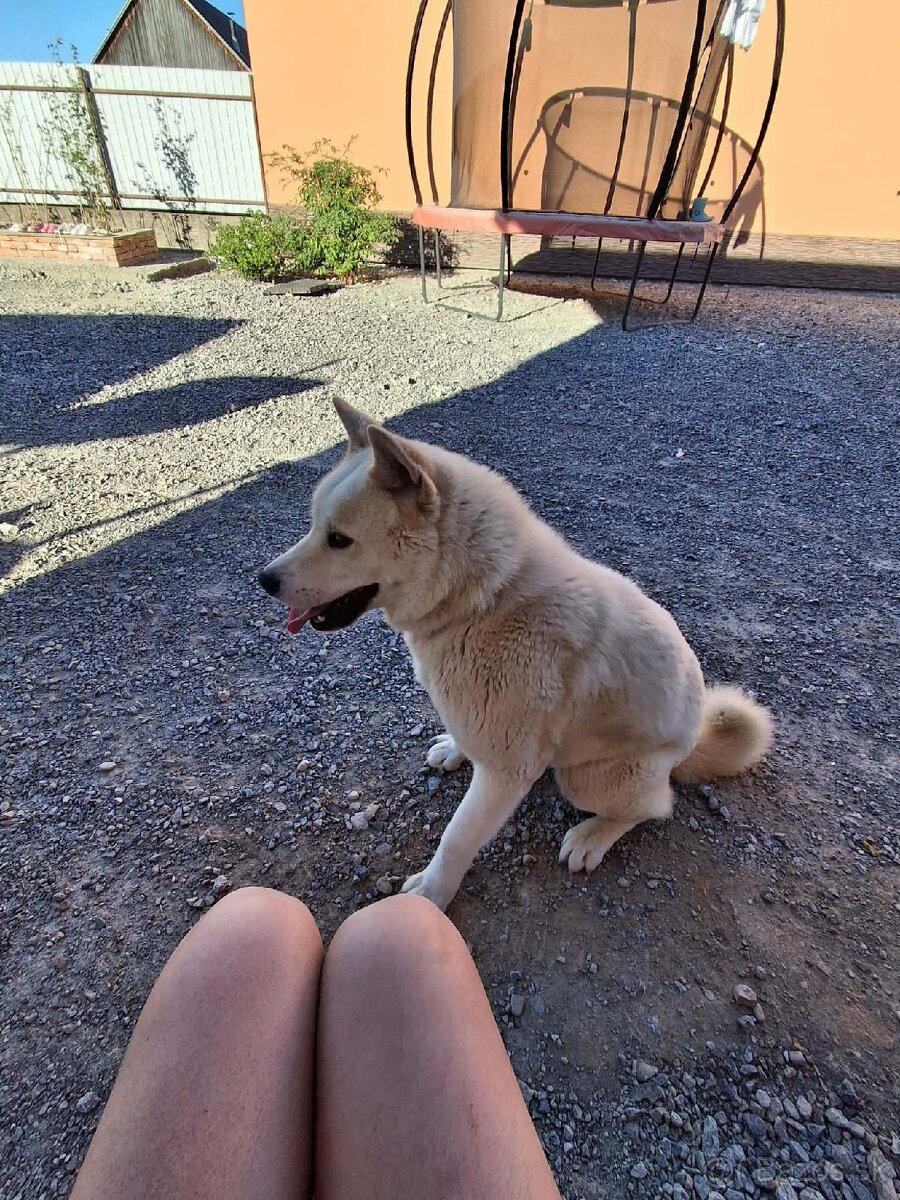 Akita inu