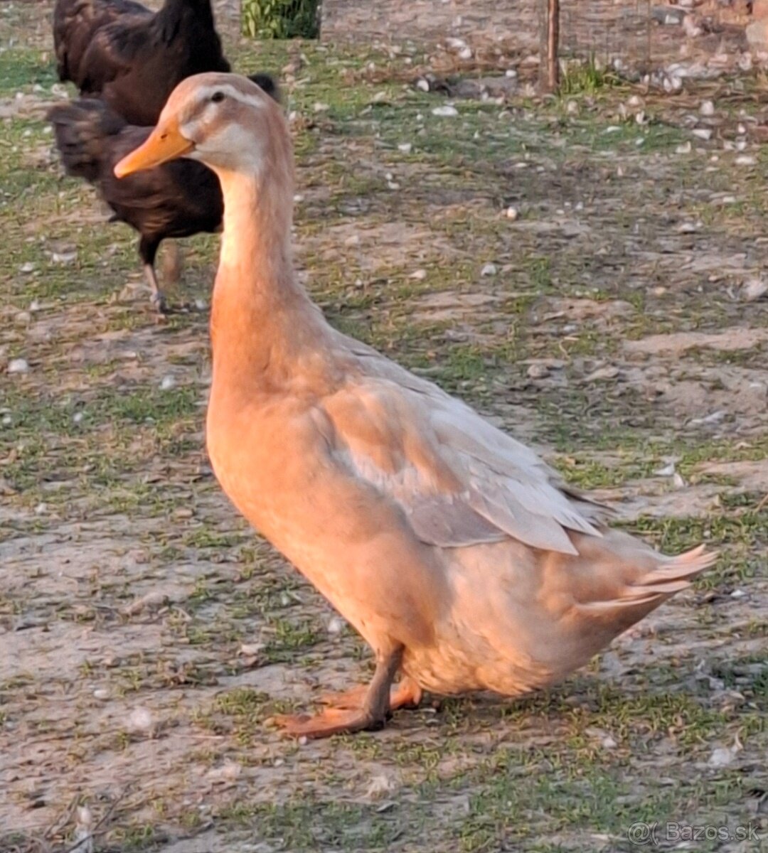 Saská kačica