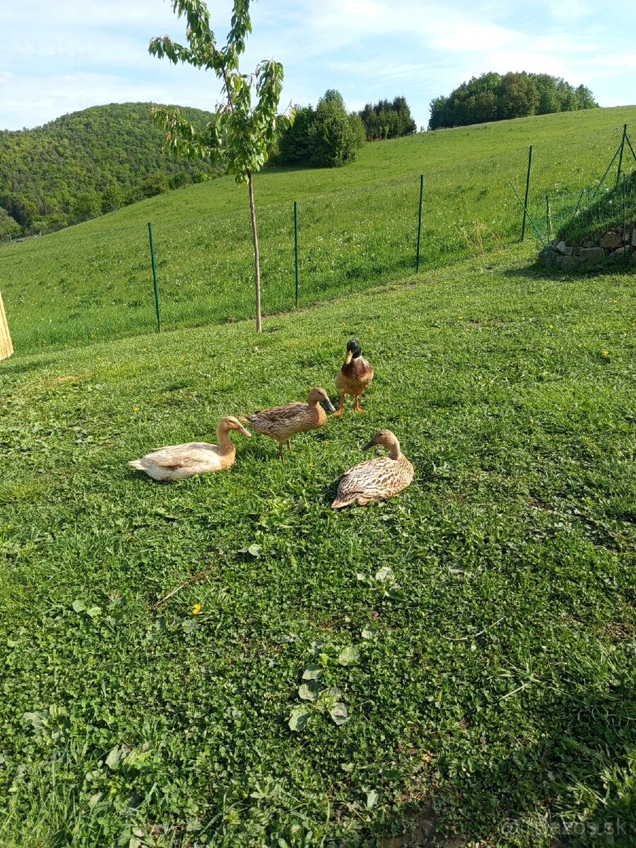 Indické bežce
