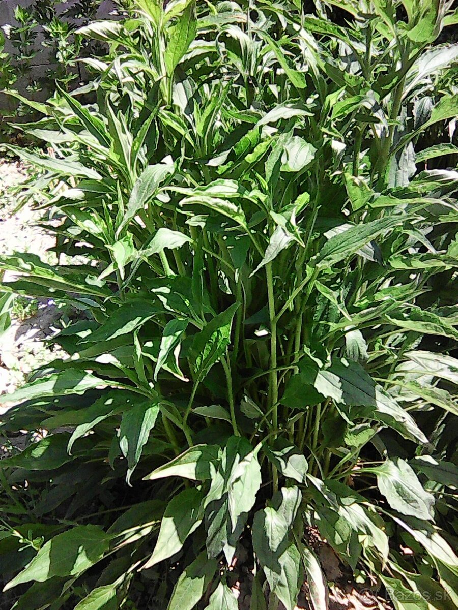 predám sadenice echinacea...