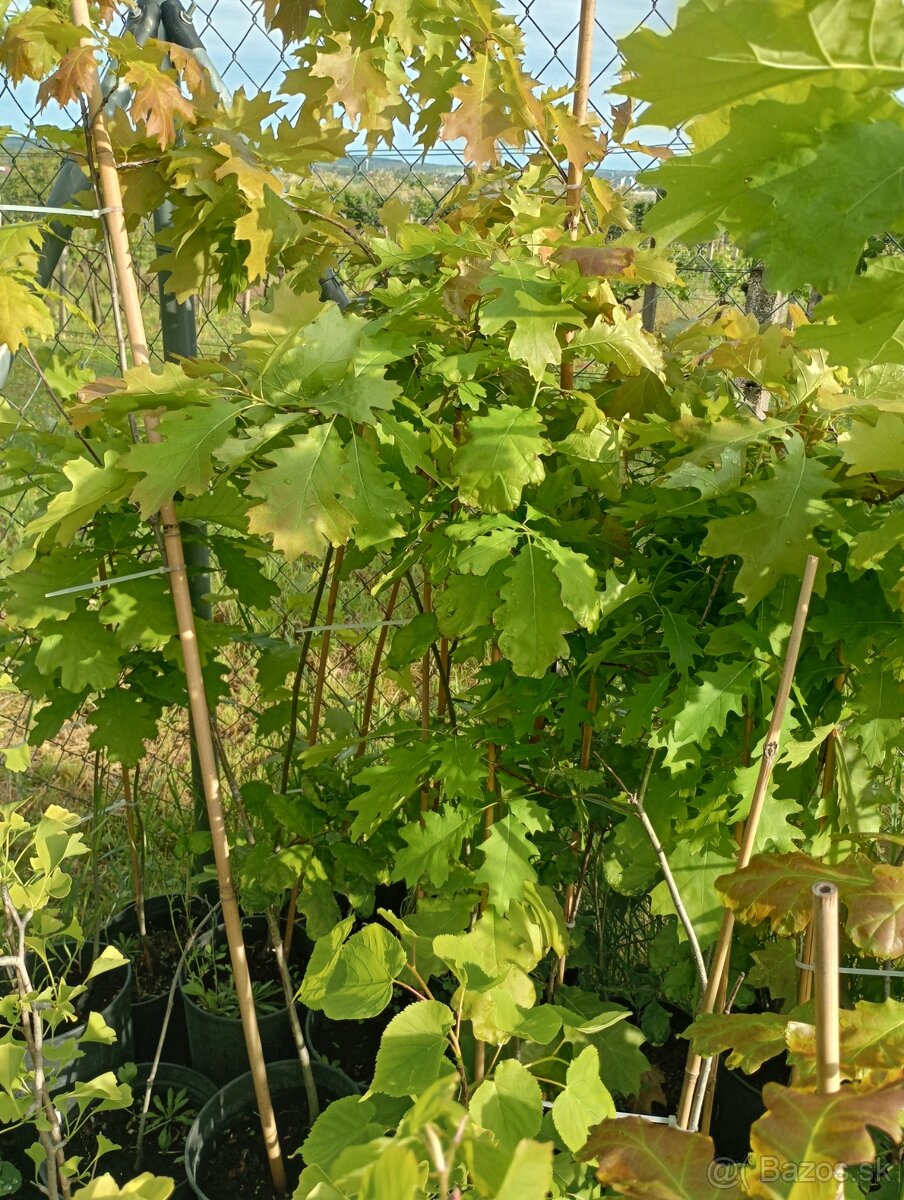 Dub Červeny
