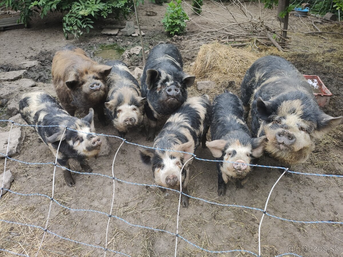 Kune kune