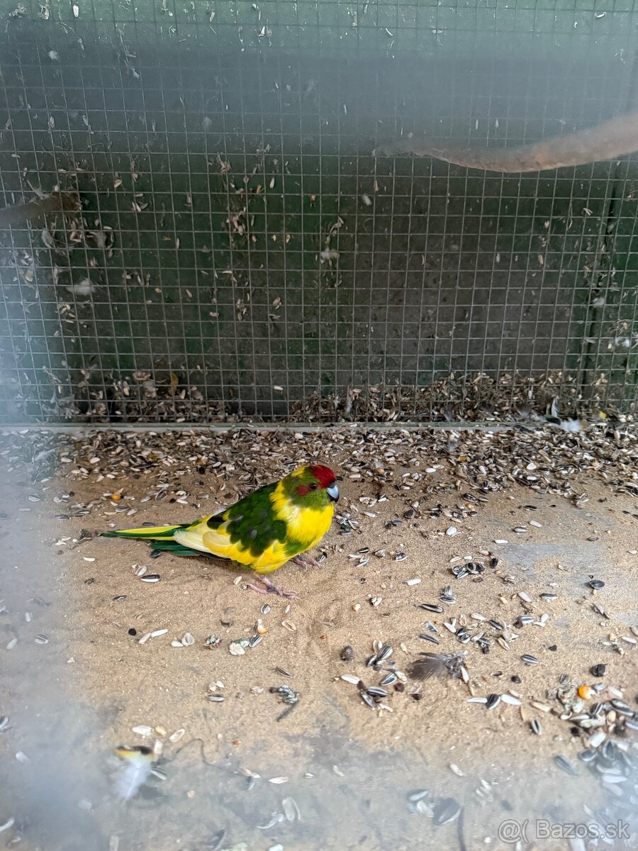 Kakariki cervenočelý