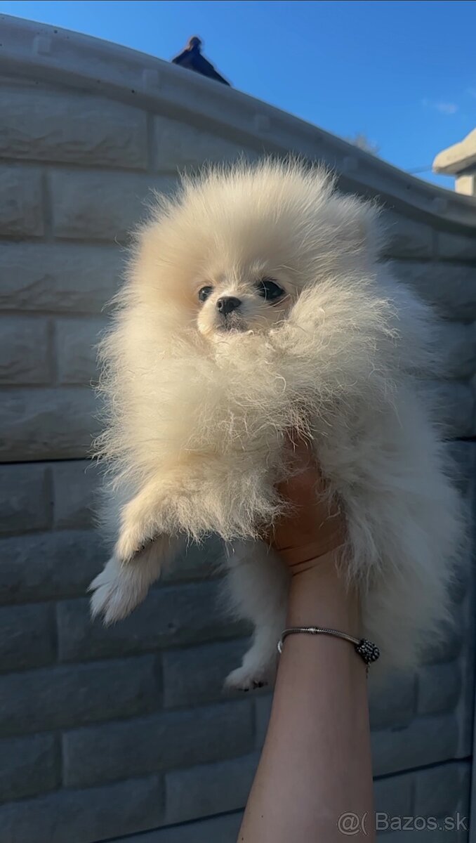 Pomeranian