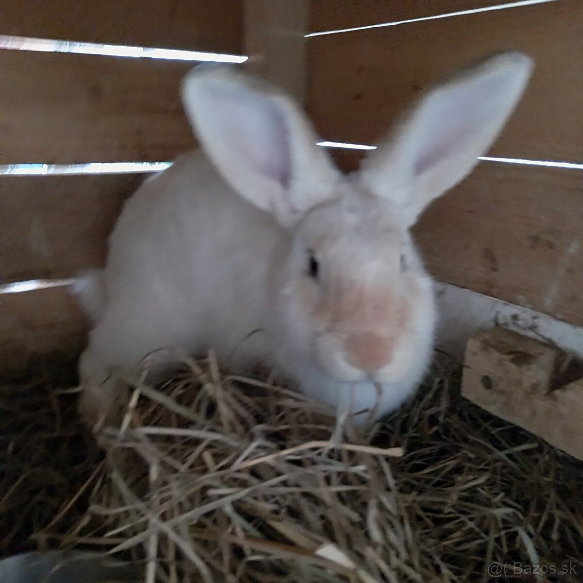 Predám králika