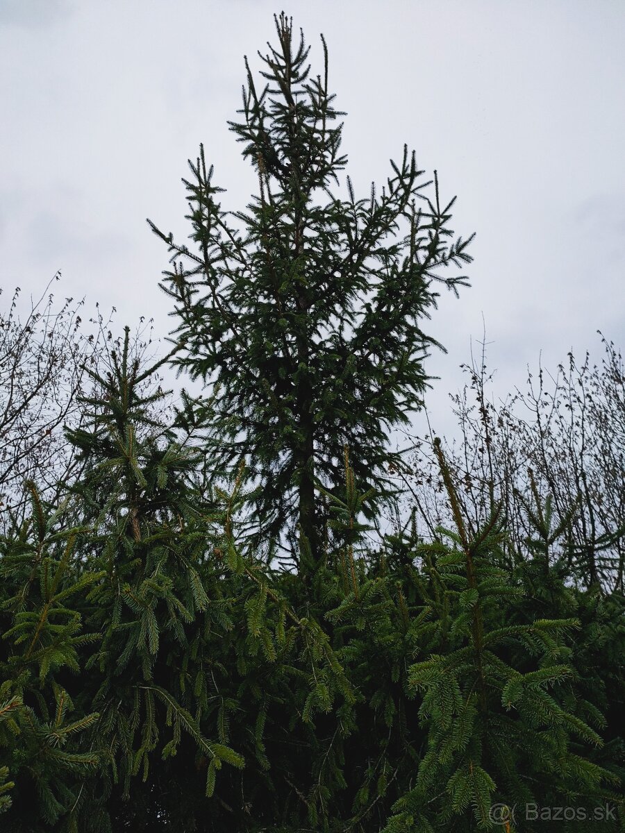 Darujem živý stromček, smrek vianočný.