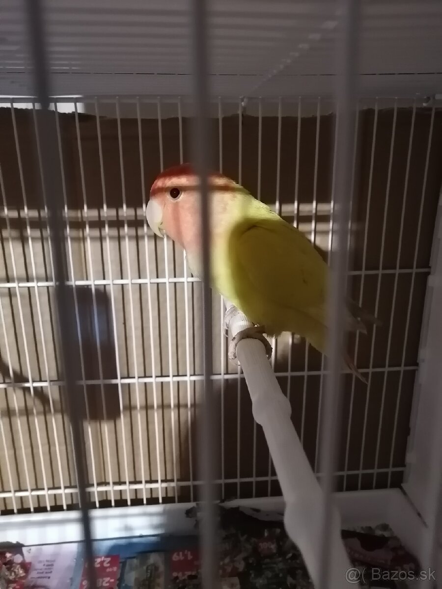 Agapornis ružovohrdlý