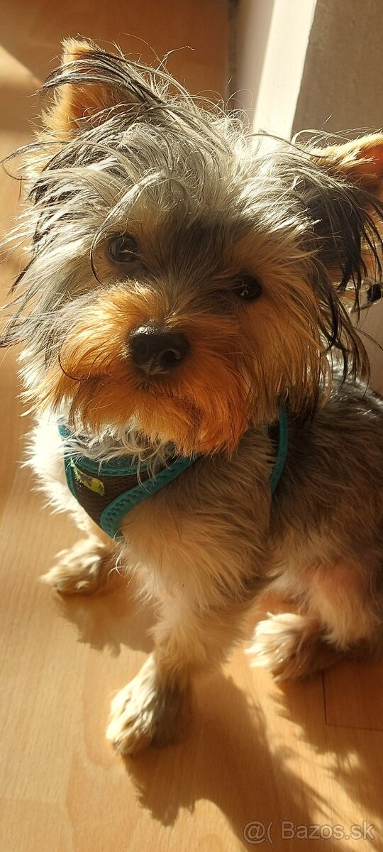 Predam Mini yorkšíka