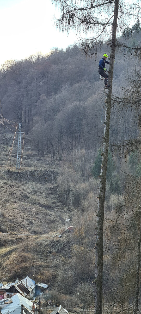 Vyrub rizikových stromov - orez