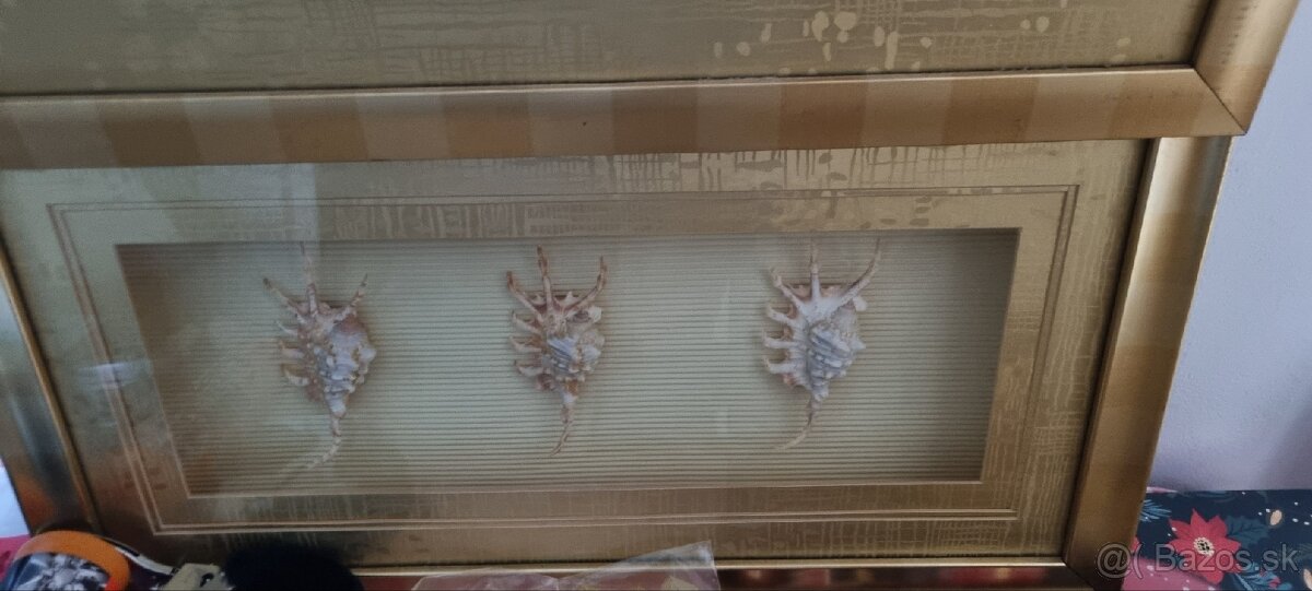 Obrazy - mušle, kvety