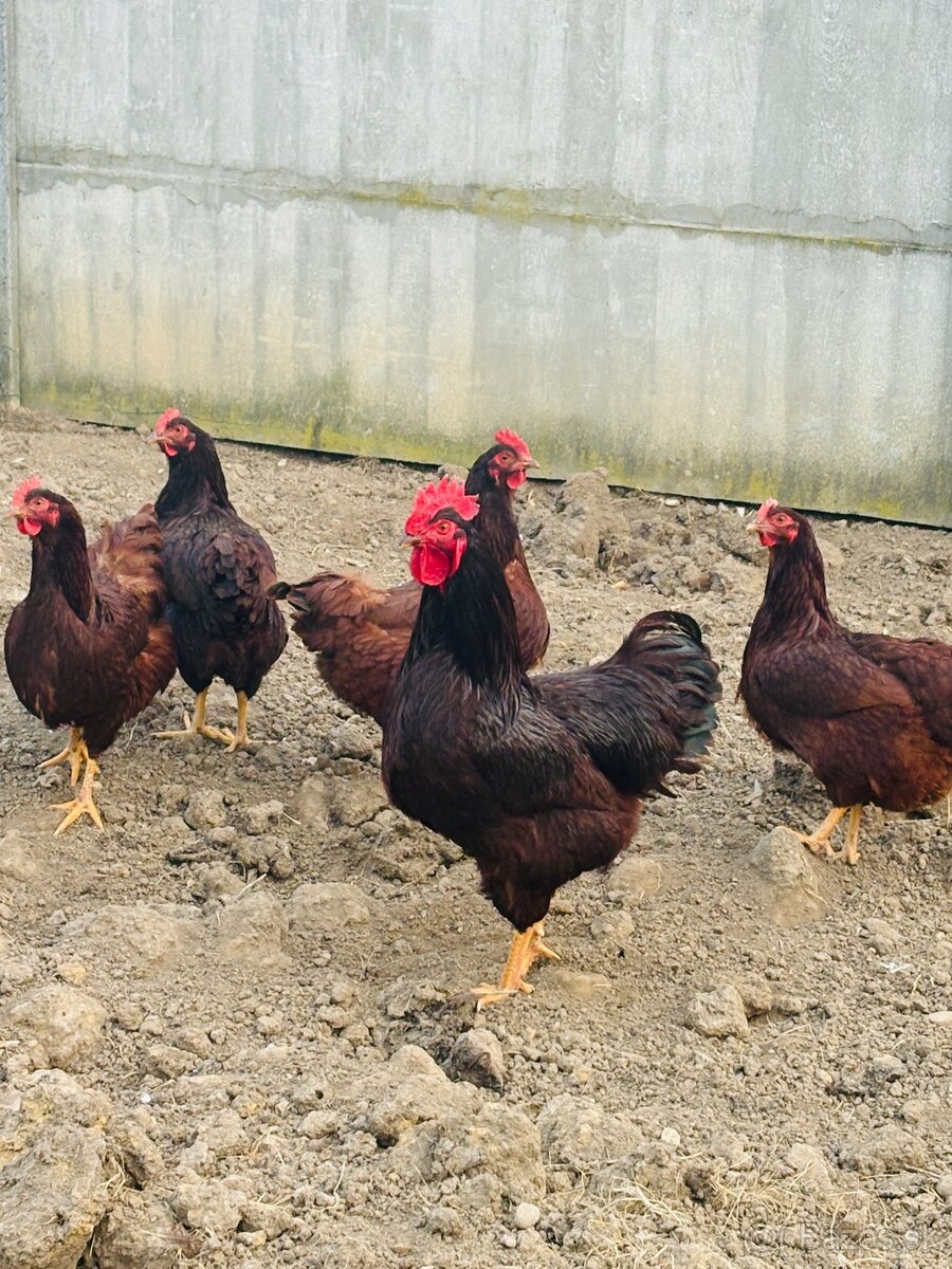 Rodajlendka nasadove vajcia