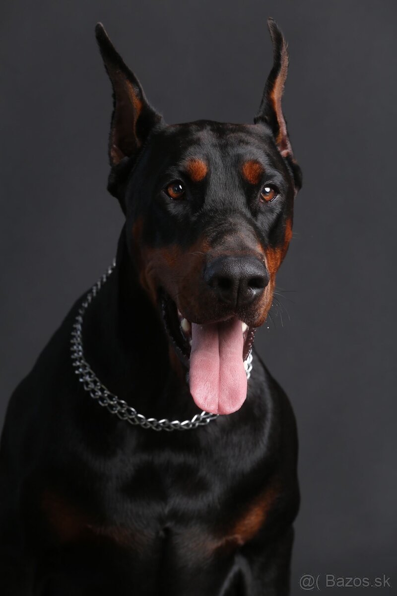 Doberman chovný pes - na krytie