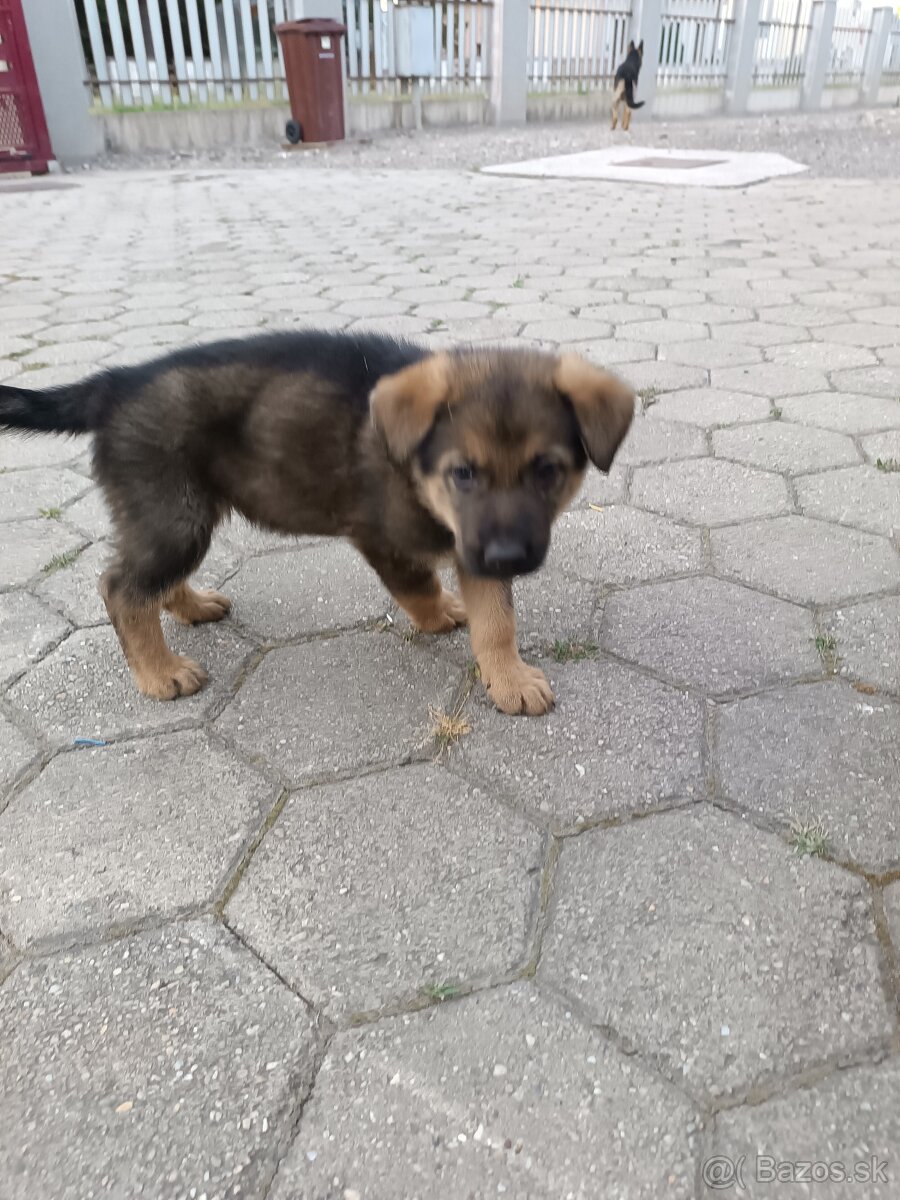 Šteňatá nemecký ovčiak
