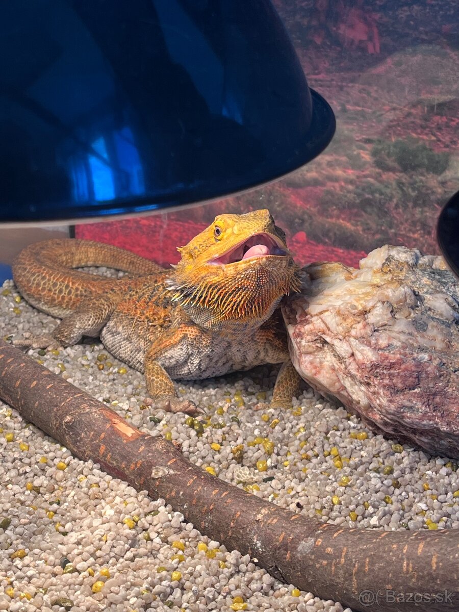 AGAMA BRADATA