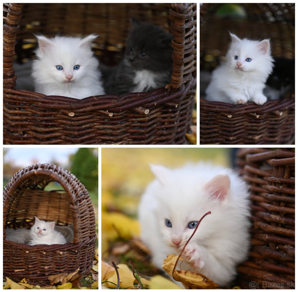Mainská mývalia - maine coon - MCO 3 mačiatka