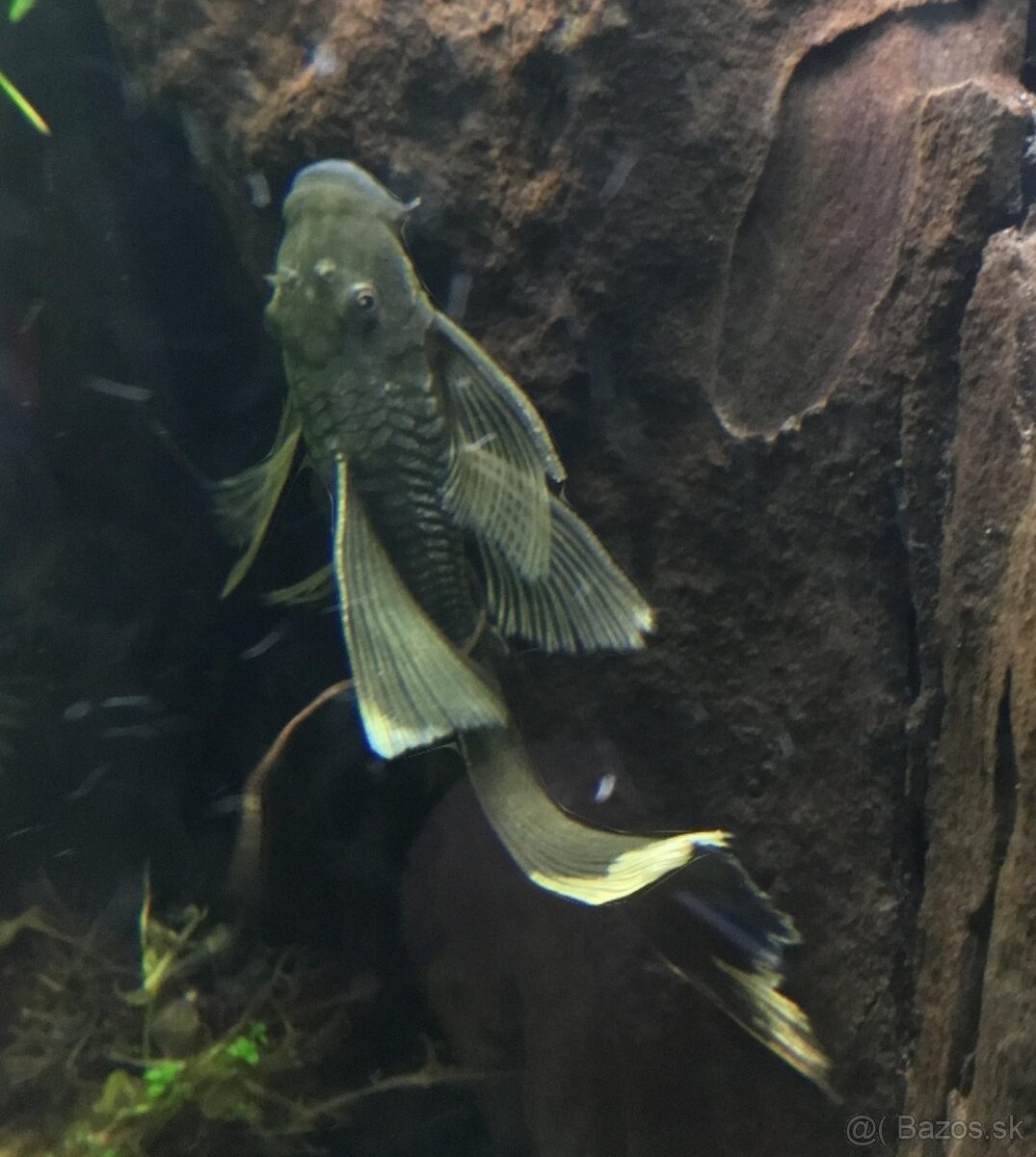 Prisavnik, sumec Green Dragon.