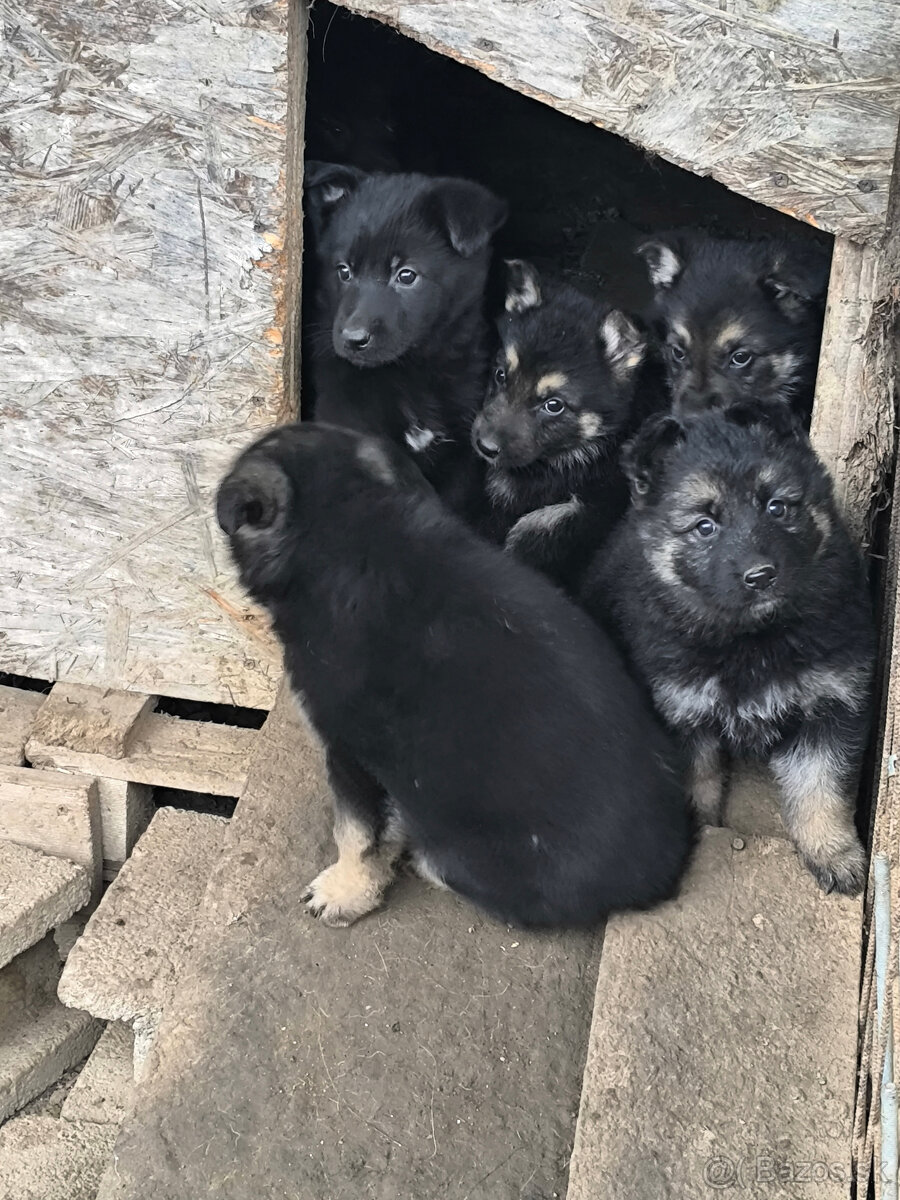 Nemecky ovčiak šteniatka