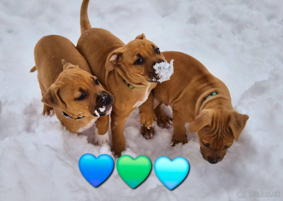 Americký stafordširský teriér