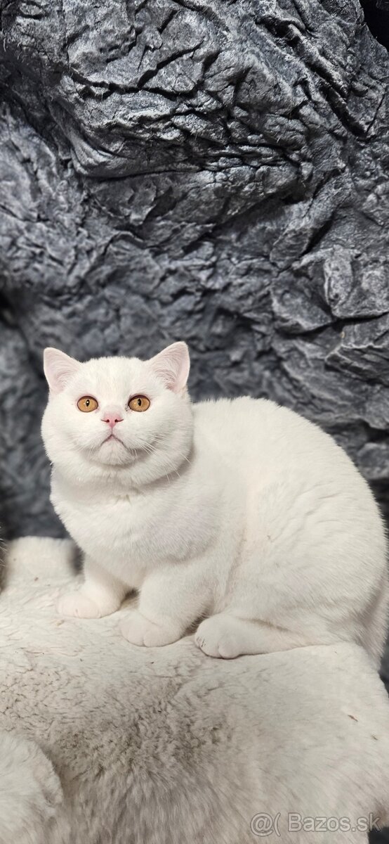 Britske maciatka s PP