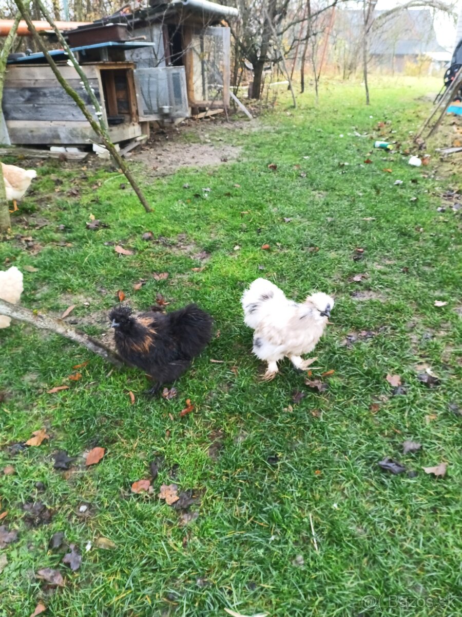 Kohúti hodvabničky