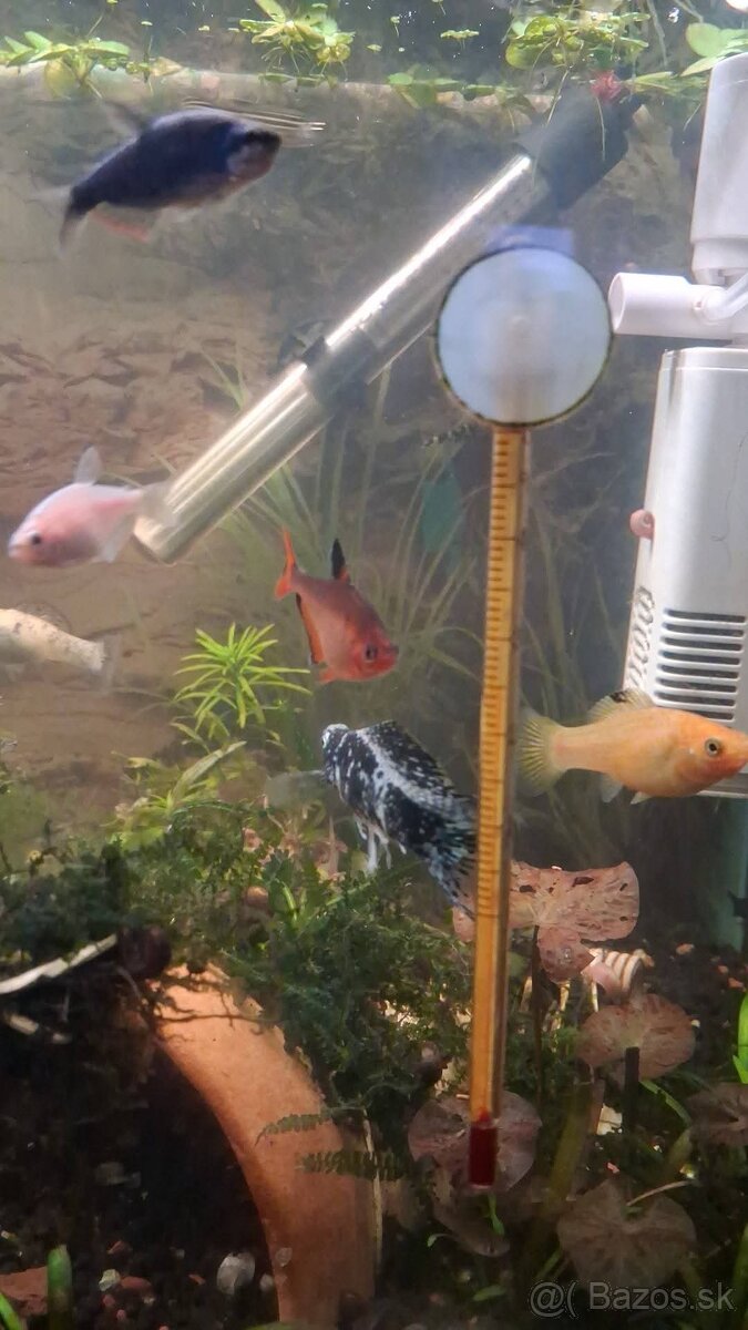 Darujem/poprípade vymením