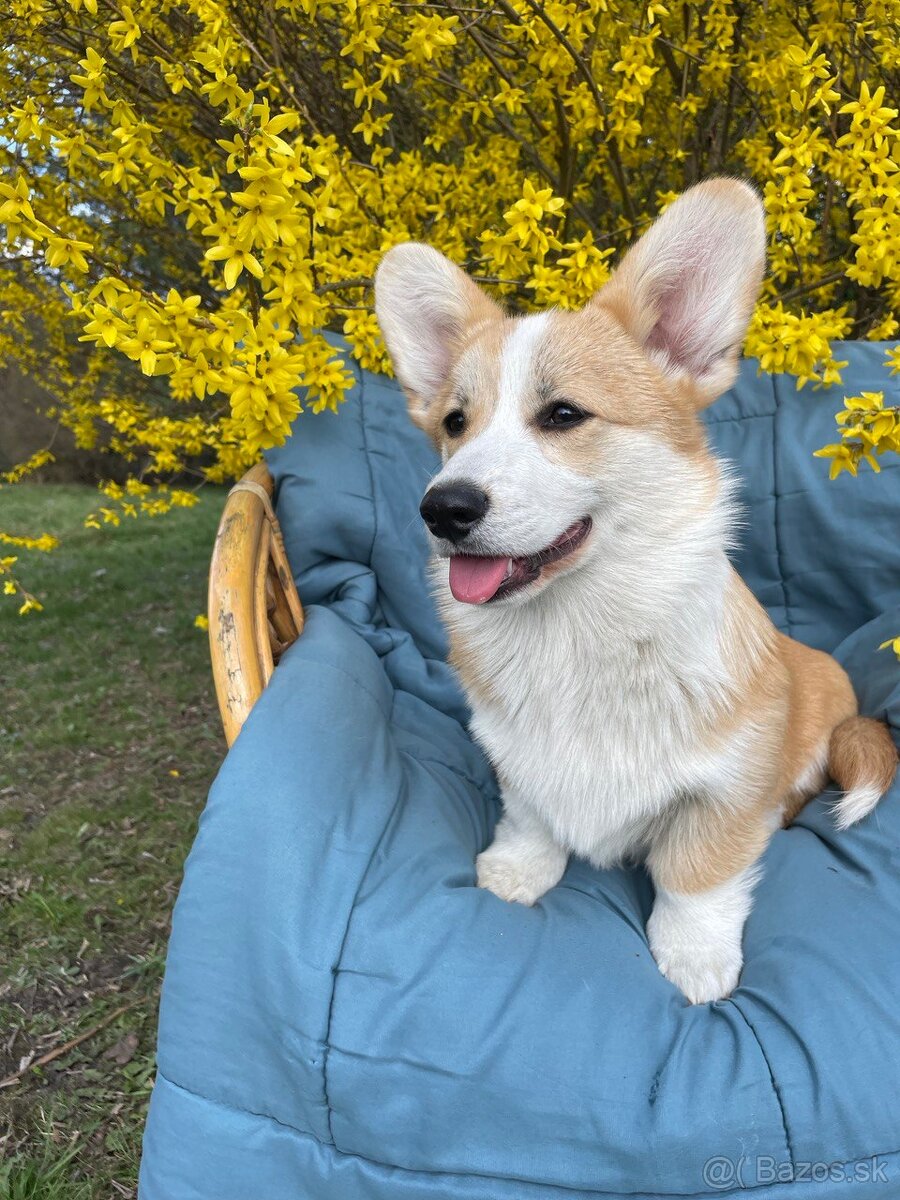 corgi