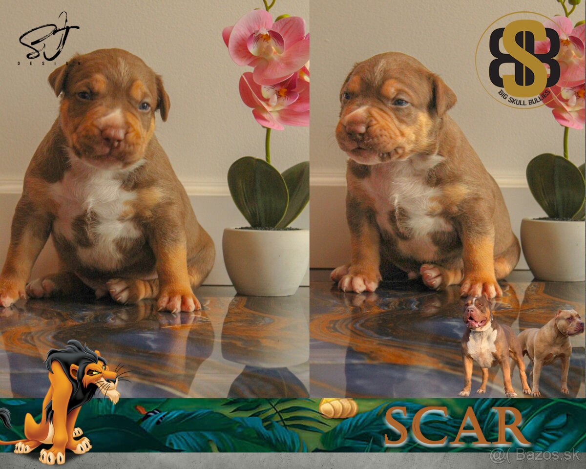 American Bully XL