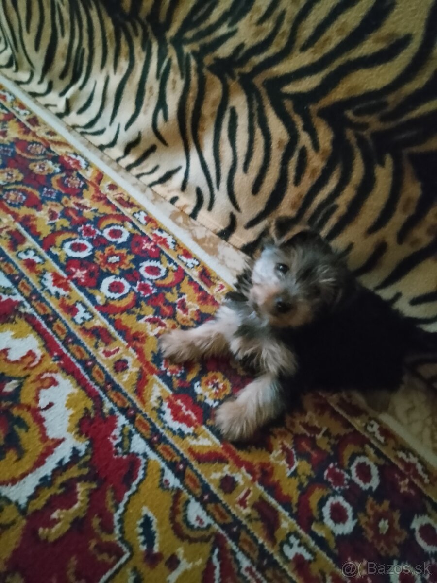YorkshireTerrier -