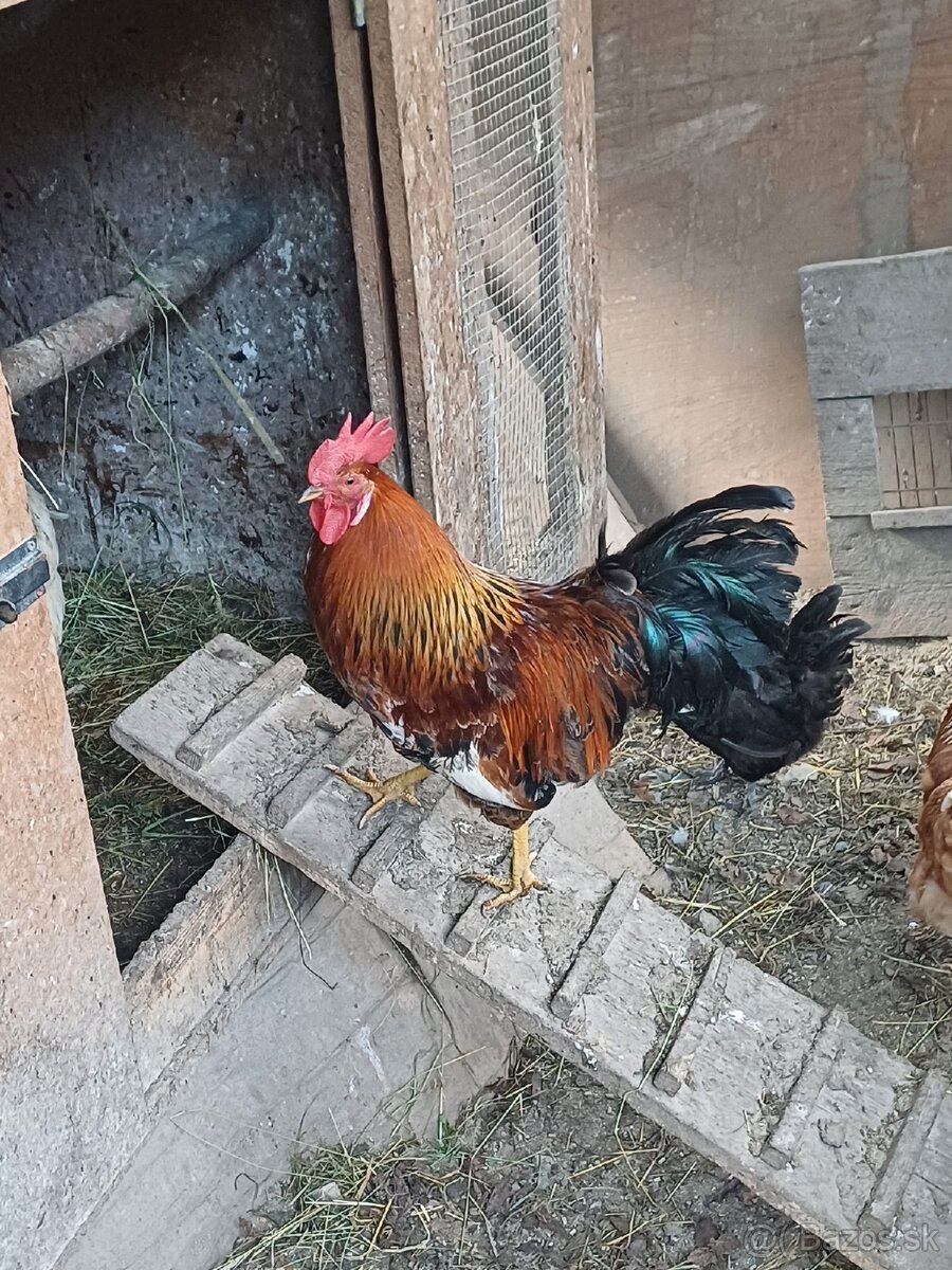 Kohút Švédska kvetina