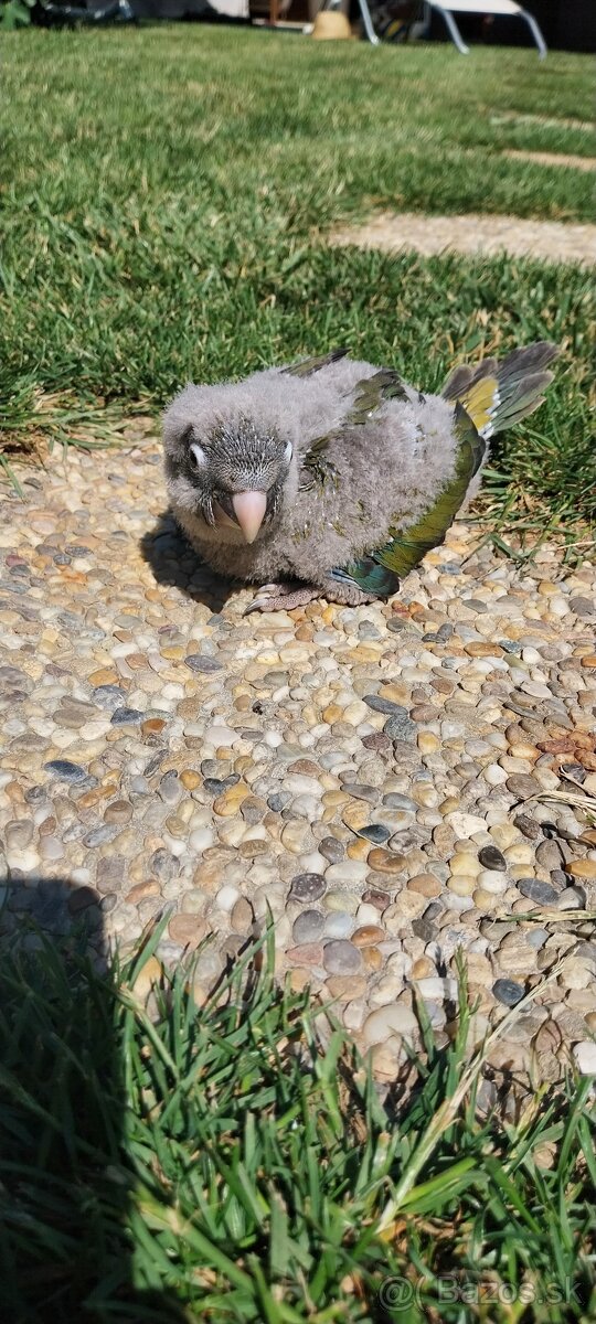 Predám na ručné dokrmenie