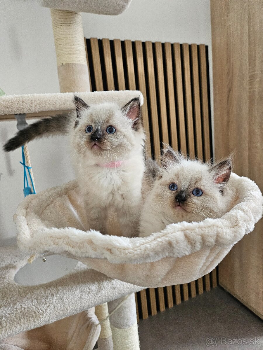 Ragdoll mačiatka