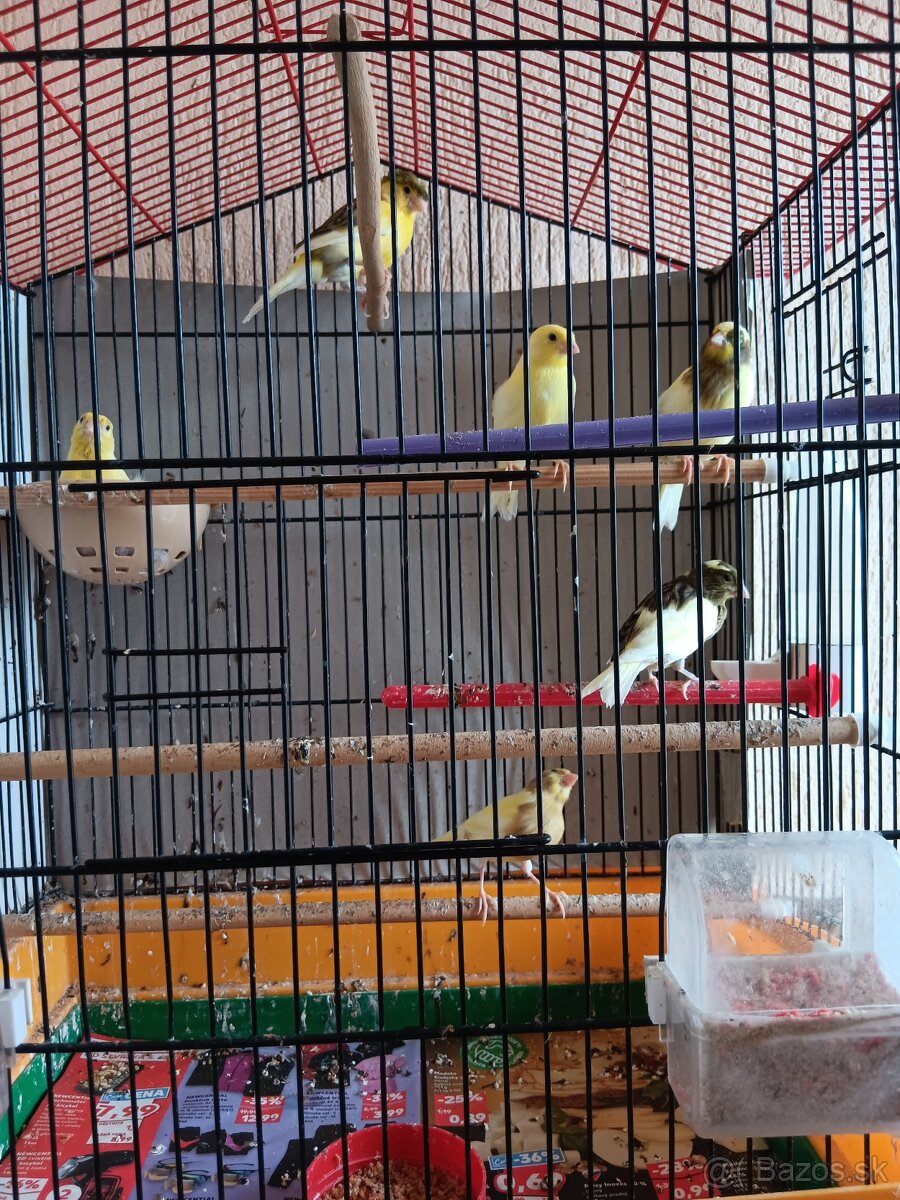 Kanariky