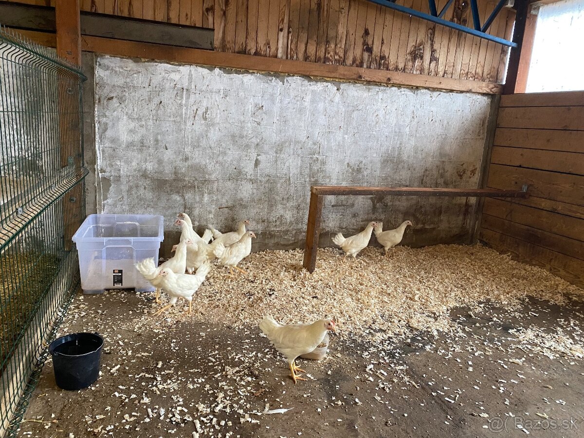 Predam nosnice Leghorn v plnej znáške