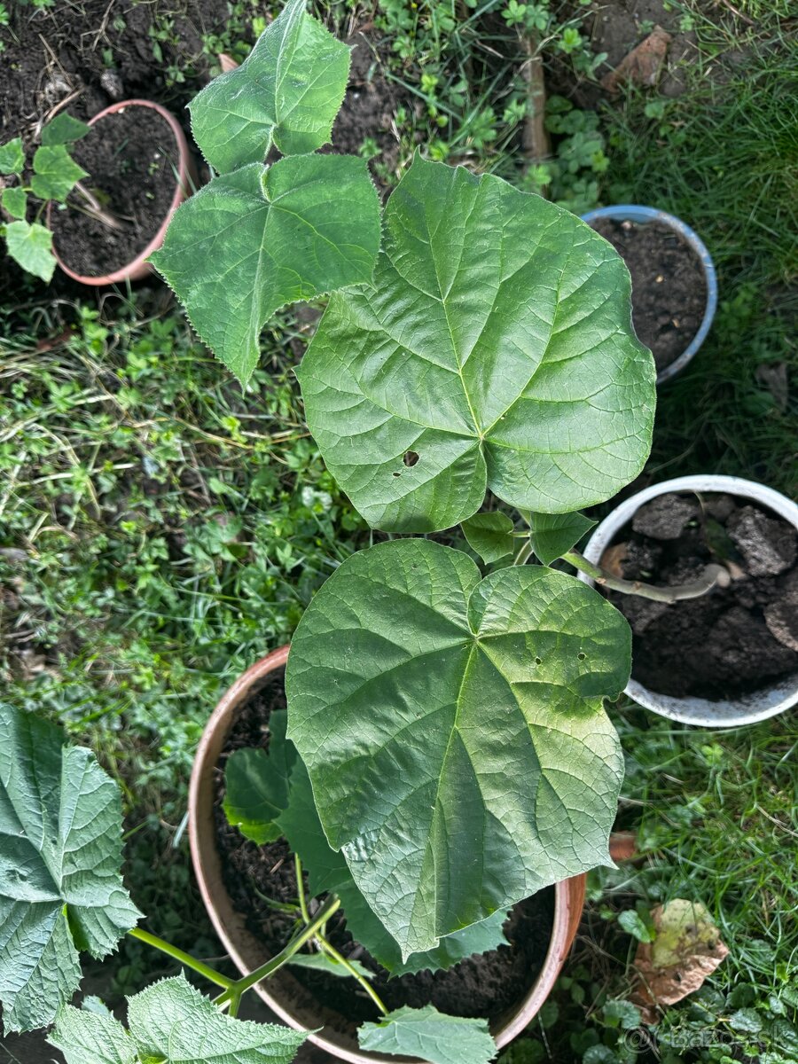 Paulownia(cisársky)strom