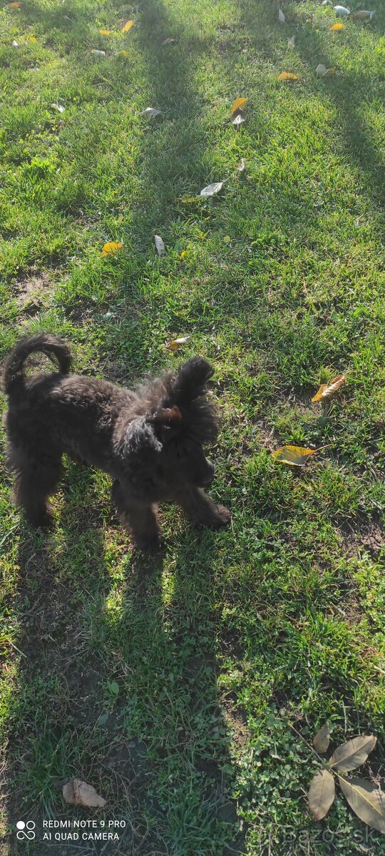 Pudel trpaslíči & Špic trpaslíči