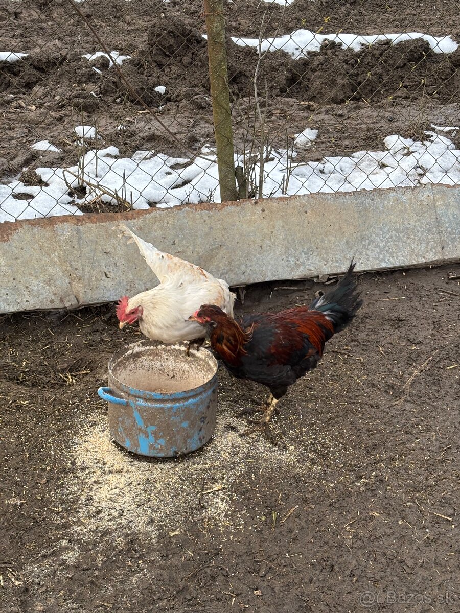 Predám mladých kohútov