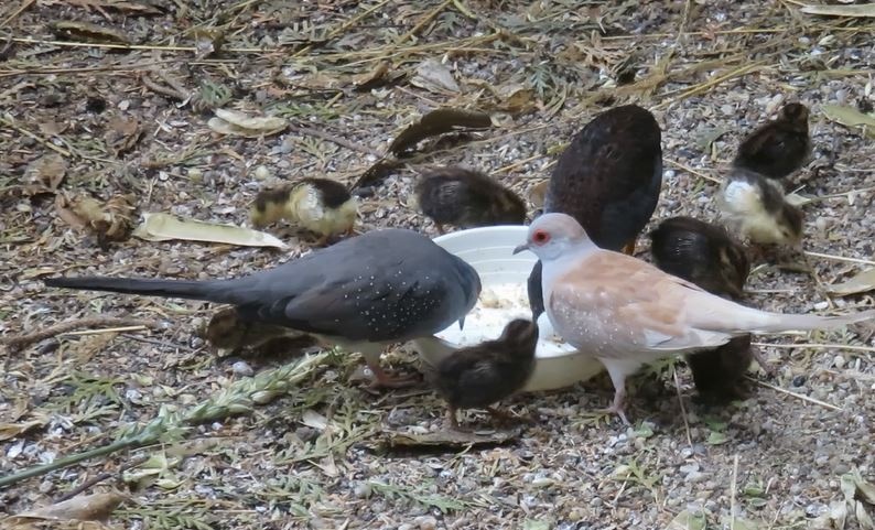 Holúbky diamantové