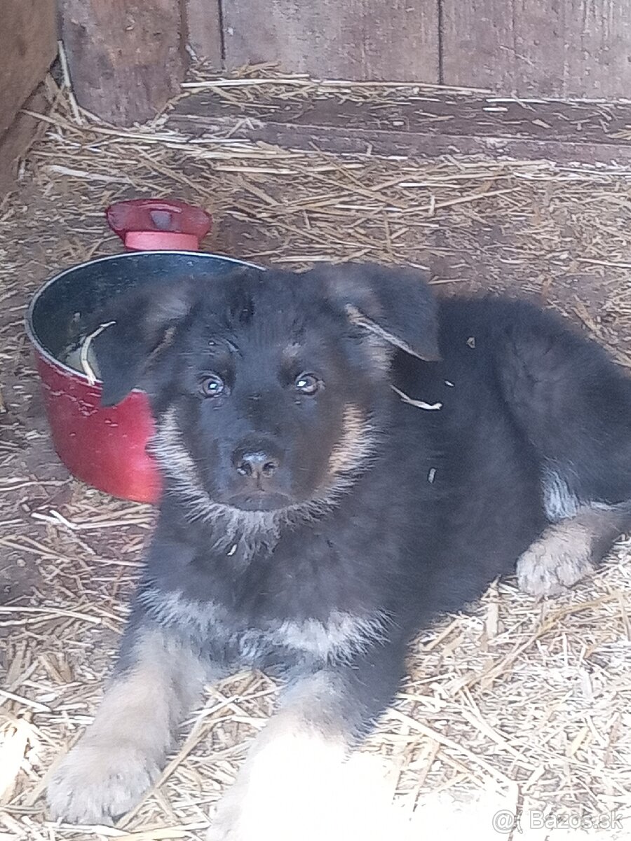 Predám šteniatko nemeckého ovčiaka